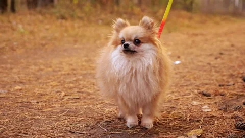 Young red pomeranian mini spitz outdoors in autumn park Stock Footage 163872183