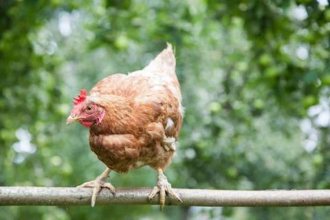 Young red pullet hen Stock Photos