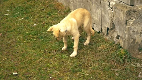 A young red puppy is having fun in the yard. The dog nibbles a branch. Yellow Stock Footage 100388321
