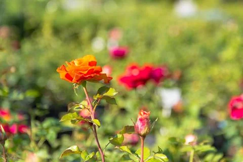 A young red rose. Stock Photos