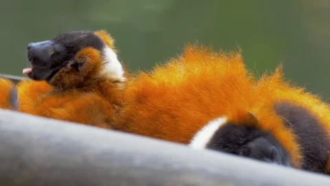 Young Red Ruffed Lemur lying with mother and yawning with tongue out Video stock 114973596