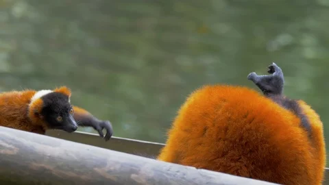 Young Red Ruffed Lemur reaching out to mother Stock Footage 114986496