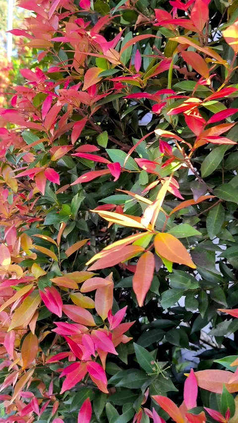 Young red shoot leaves. Stock Footage 337592318