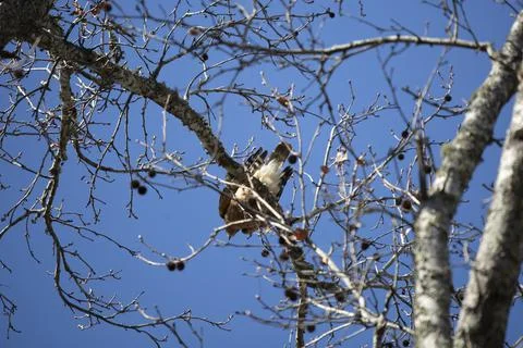 Young Red-Shouldered Hawk Stock Photos