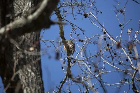 Young Red-Shouldered Hawk Stock Photos