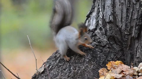 Young red squirrel Stock Footage 68799478
