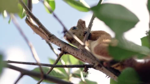 A young red squirrel Stock Footage 346390404