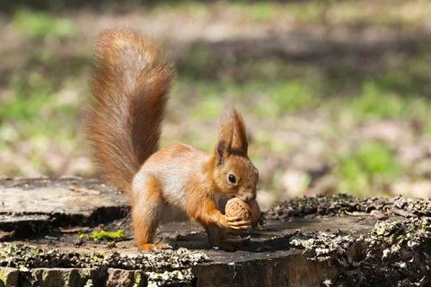 Young red squirrel with nut Stock Photos