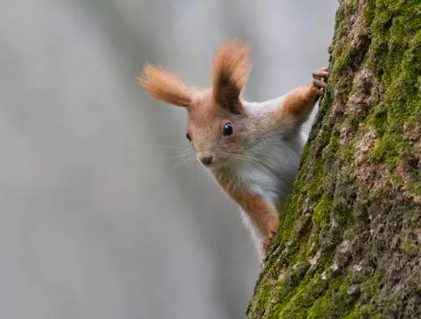 Young red squirrel sitting on a tree. Stock Photos