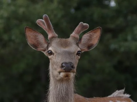 Young Red Stag Deer - Cervus elaphus - in Rural Texas Stock Photos