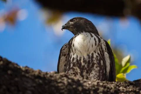 Young Red Tailed Hawk Stock Photos