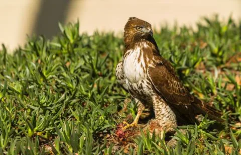 Young Red Tailed Hawk with Prey Stock Photos