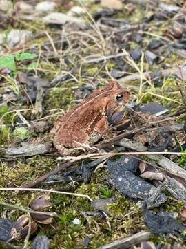 Young Red Toad 스톡 사진