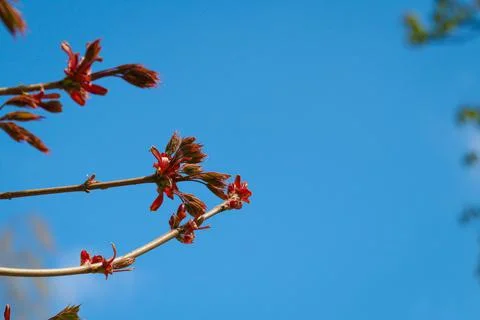 Young red tree leaves Stock Photos