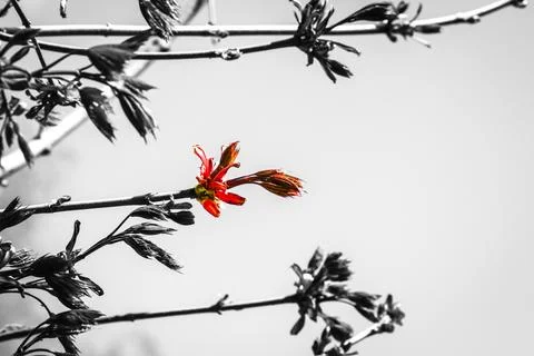 Young red tree leaves Stock Photos