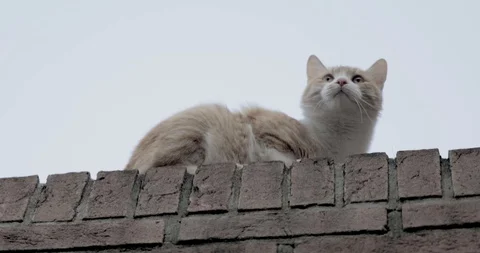 Young reddish cat lying on the ledge gets up and moves Stock Footage 128929554