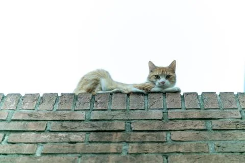 Young reddish cat lying on the ledge gets up and moves Foto stock
