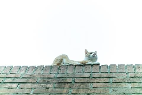 Young reddish cat lying on the ledge gets up and moves Foto stock