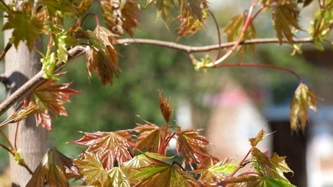 Young reddish maple leaves rustles the wind Stock Footage 89137072