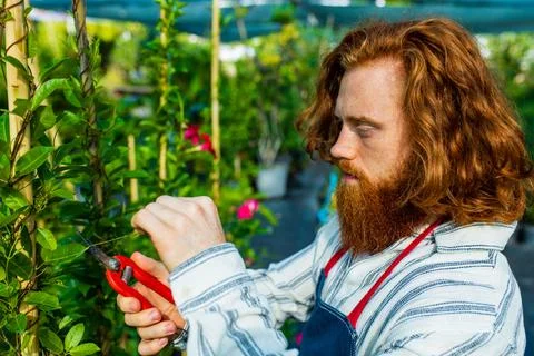 Young redhaired ginger bearded man in apron cut bushes in the garden or Stock Photos
