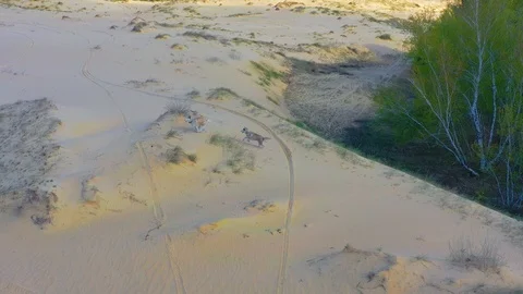 Young redhead female running and having fun with dogs in a desert Stock Footage 106949818