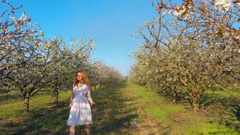 Young redhead female walking and having fun in blossoming cherry garden Stock Footage 106950048