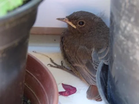 Young redstart fledgling hiding between flower pots Fotos de archivo