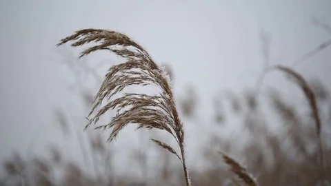 A young reed reels in the wind. Winter is sprinkled with snow_5 Stock Footage 71270133