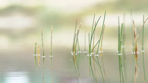 Young Reed in the River Stock Footage 81455316