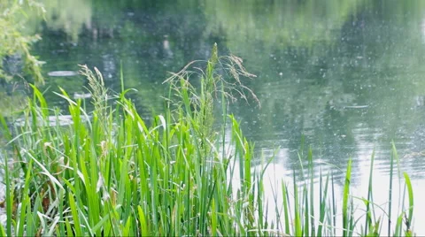 Young reeds and fluff Video stock 45805077