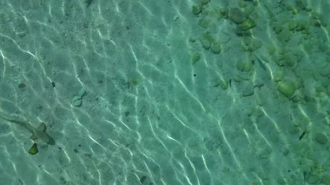 Young reef sharks swimming in clear tropical water. Magic aerial view drone Stock Footage 344598086