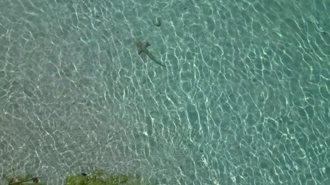 Young reef sharks swimming in clear tropical water. Nice aerial view drone Stock Footage 344601353