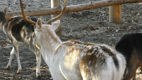 Young Reindeer Stock Footage 91963749
