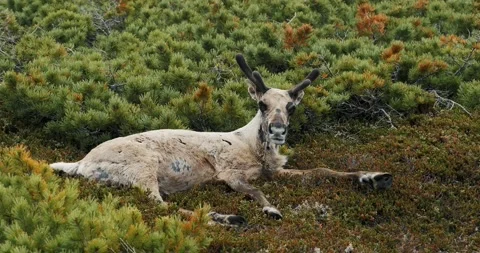 A young reindeer lies on the ground, eats and looks at the camera. Video stock 231216691