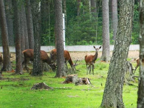 Young reindeer Stock Photos