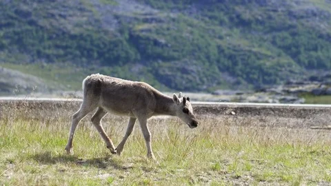 Young reindeer walking Stockbeeldmateriaal 70164134