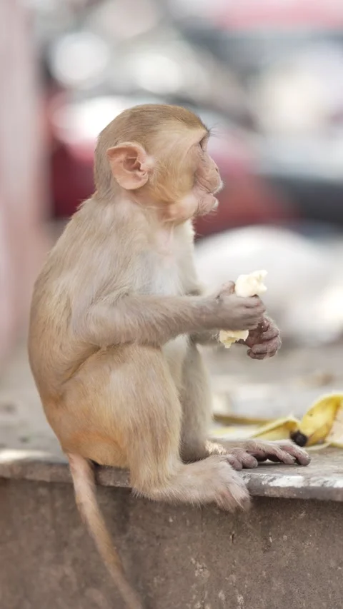 Young Rhesus Macaque Monkey Eating Food While Sitting Outdoors Stock Footage 339724057