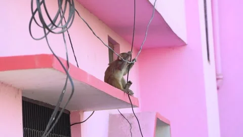Young Rhesus Macaque Monkey Sitting on Balcony Ledge Holding Cable Wire 스톡 동영상 340449554