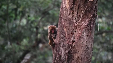 Young rhesus macaque monkey on a tree trunk in Corbett national park Stock Footage 296314695