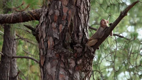 Young rhesus macaque resting on pine tree. Stock Footage 324858708