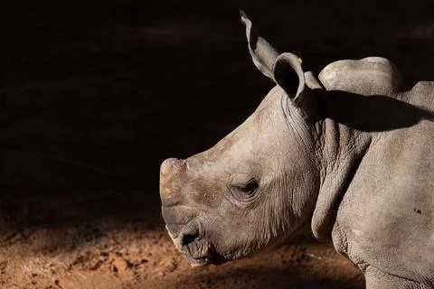 Young rhino in dramatic light and deep shadow Stock Photos