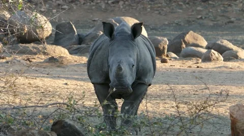 Young rhino front view Stock Footage 64858536