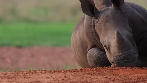 Young Rhino Settling Down on Red Earth in African Plains 스톡 동영상 333254689