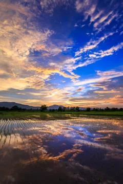 Young rice field against reflected sunset sky Stock Photos
