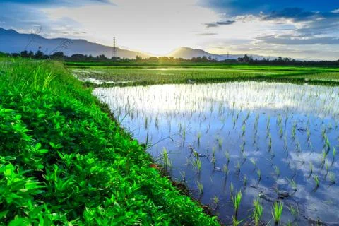 Young rice field with mountain sunset background Stock Photos