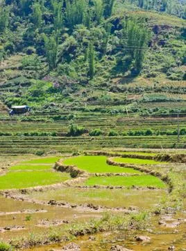 Young rice field Stock Photos