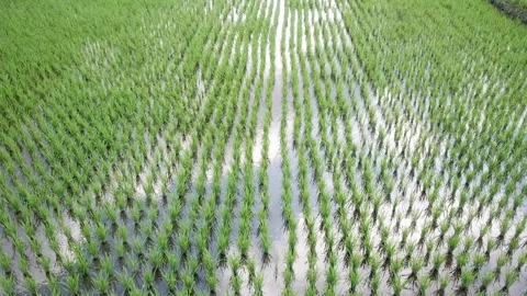 Young rice fields in bali Vídeo Stock 137572156