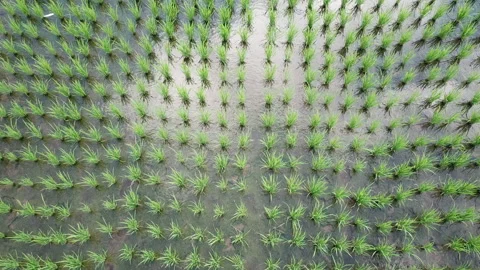 Young rice fields in bali Vídeo Stock 137573254