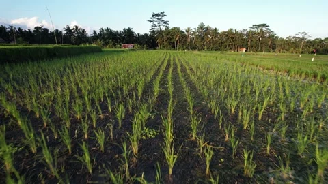 Young rice growing at field, camera fly low over small seedlings in wet ground Video stock 202545028
