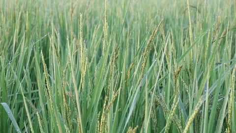 Young rice leaf Stock Footage 252662761